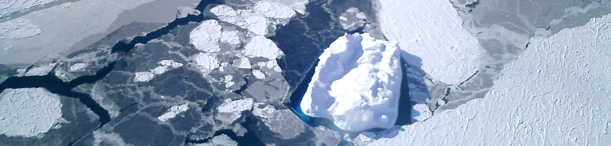 Nila blended into snow-covered sea ice, Anthony Petty, NSIDC